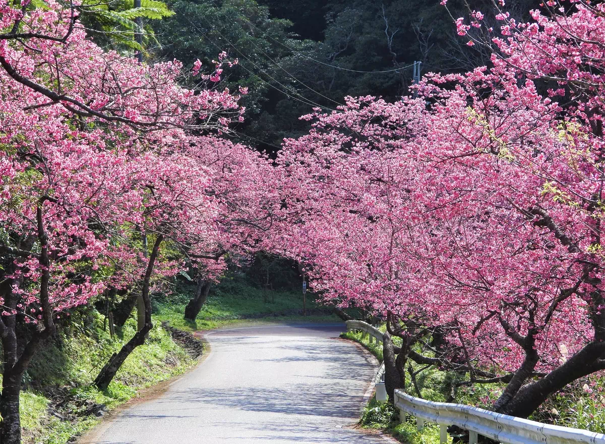 january yaedake cherry blossoms