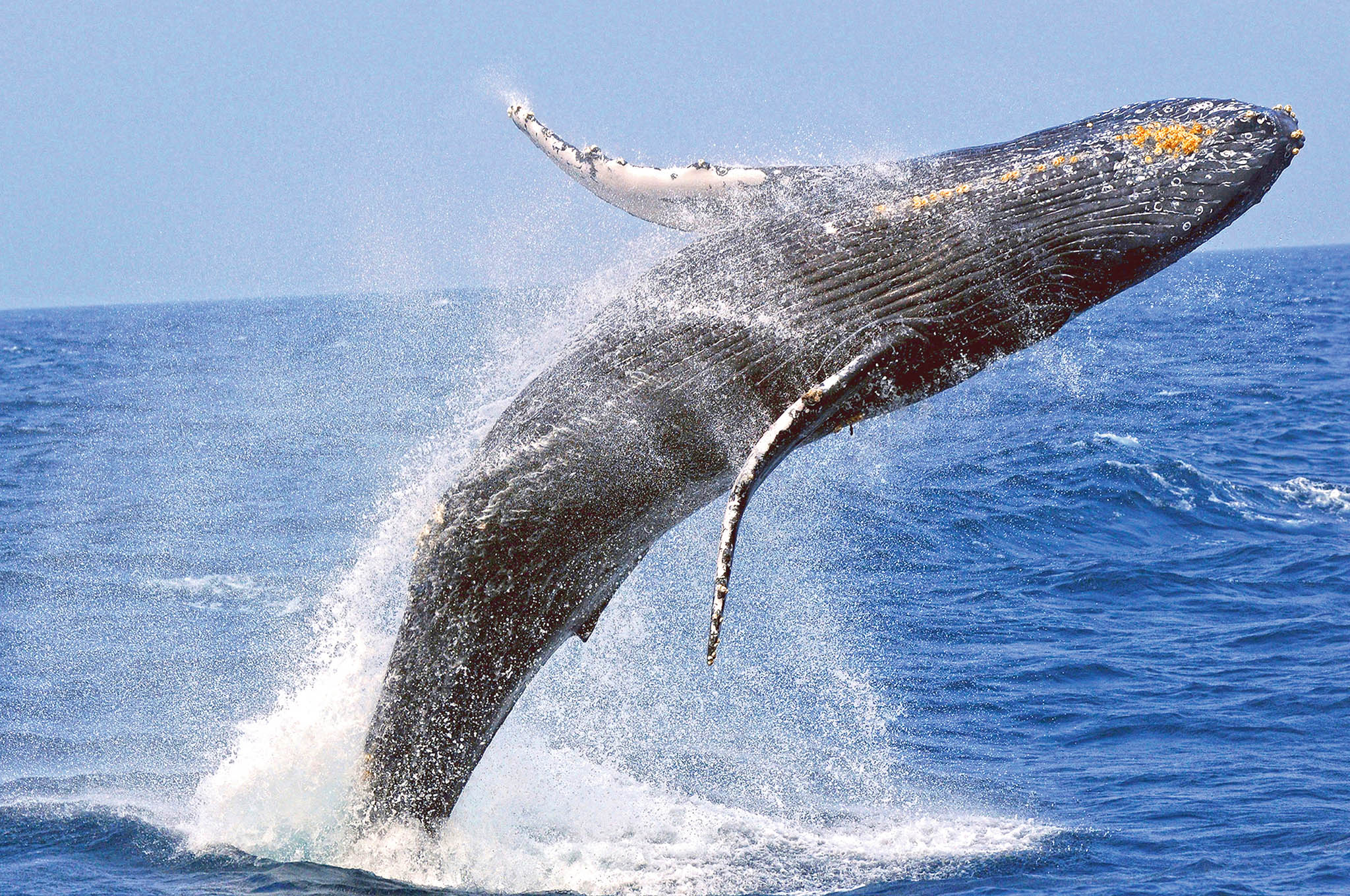 january whale breach okinawa