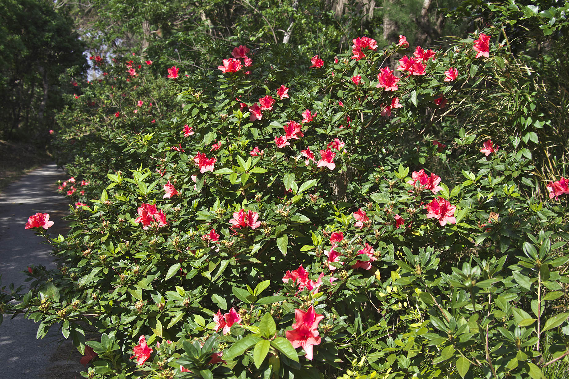 march spring flowers