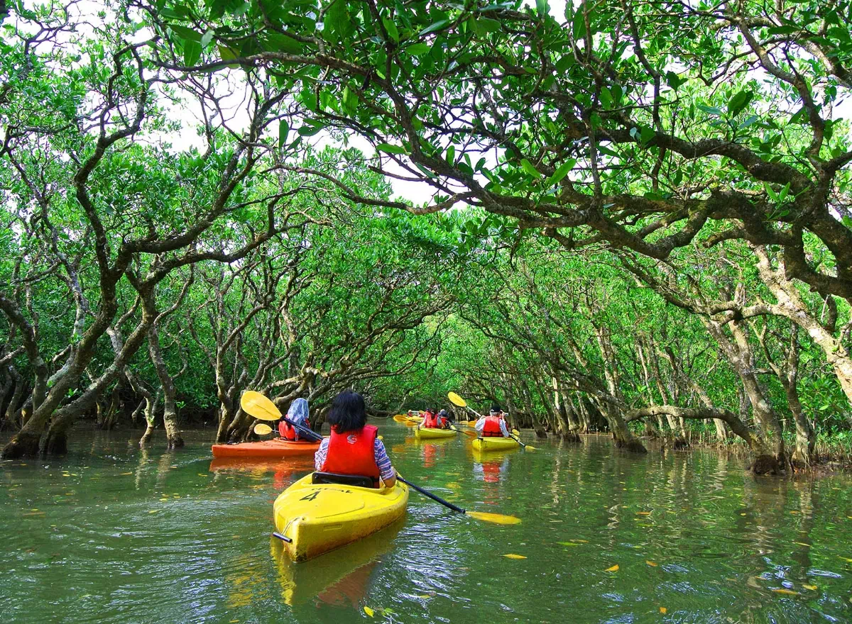 october kayaking mangroves okinawa
