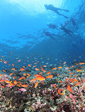 useful information coral reef