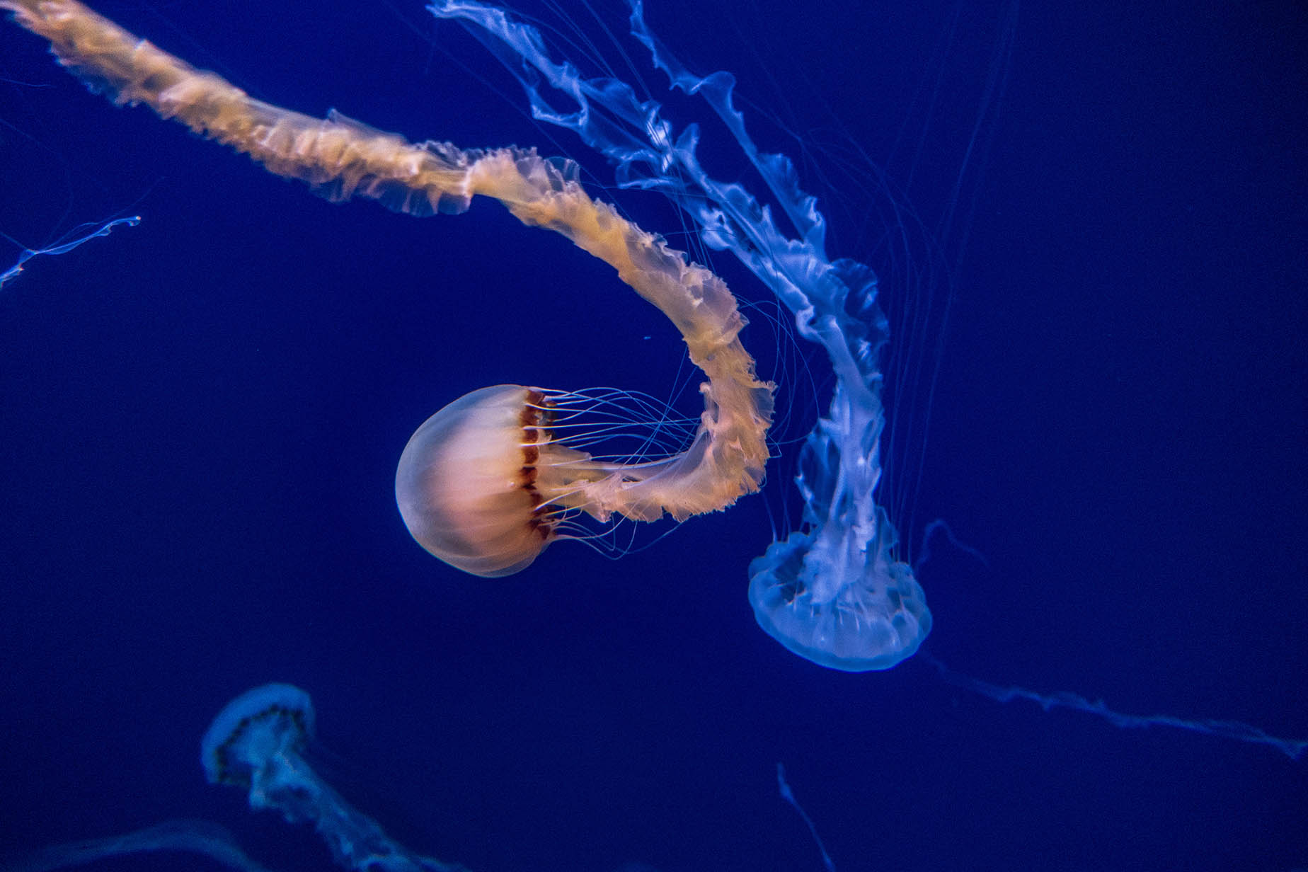 okinawa jellyfish