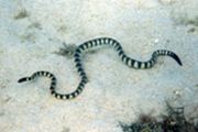 okinawa sea snakes
