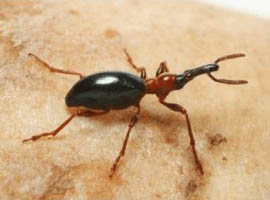 okinawa insect 1