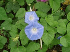 okinawa morning glory