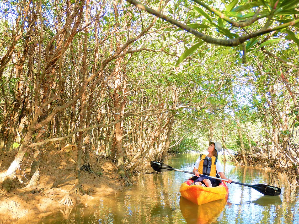 a person kayaking under mangrove trees