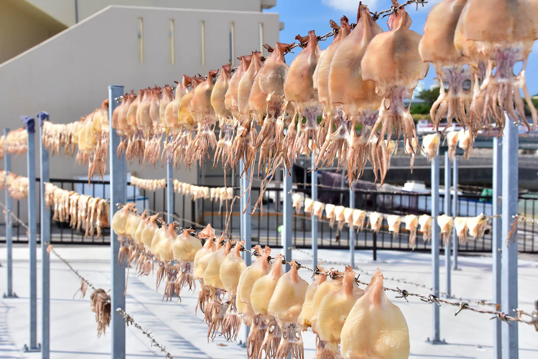 ou island squid drying