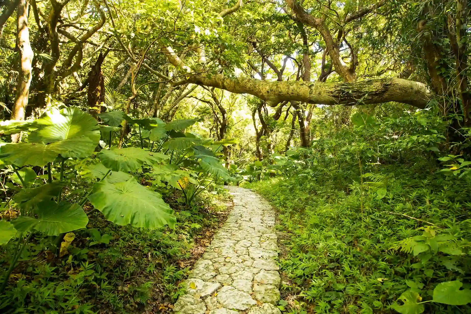 sefa utaki ujo guchi road