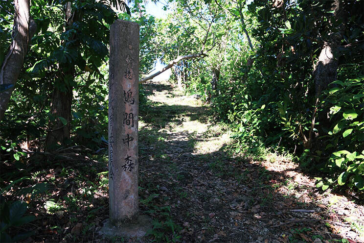 hatoma island forest pathway