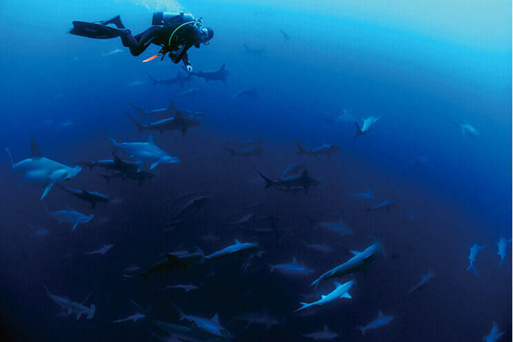 yonaguni island diving sharks