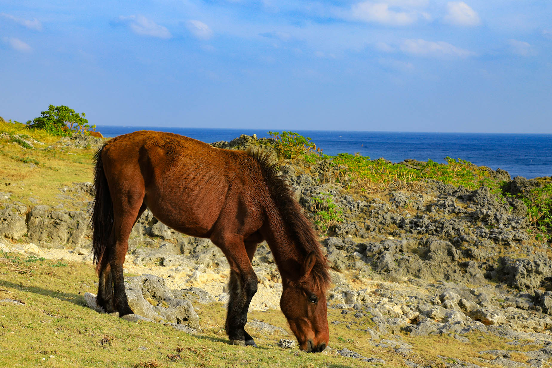 yonaguni island yonaguni pony