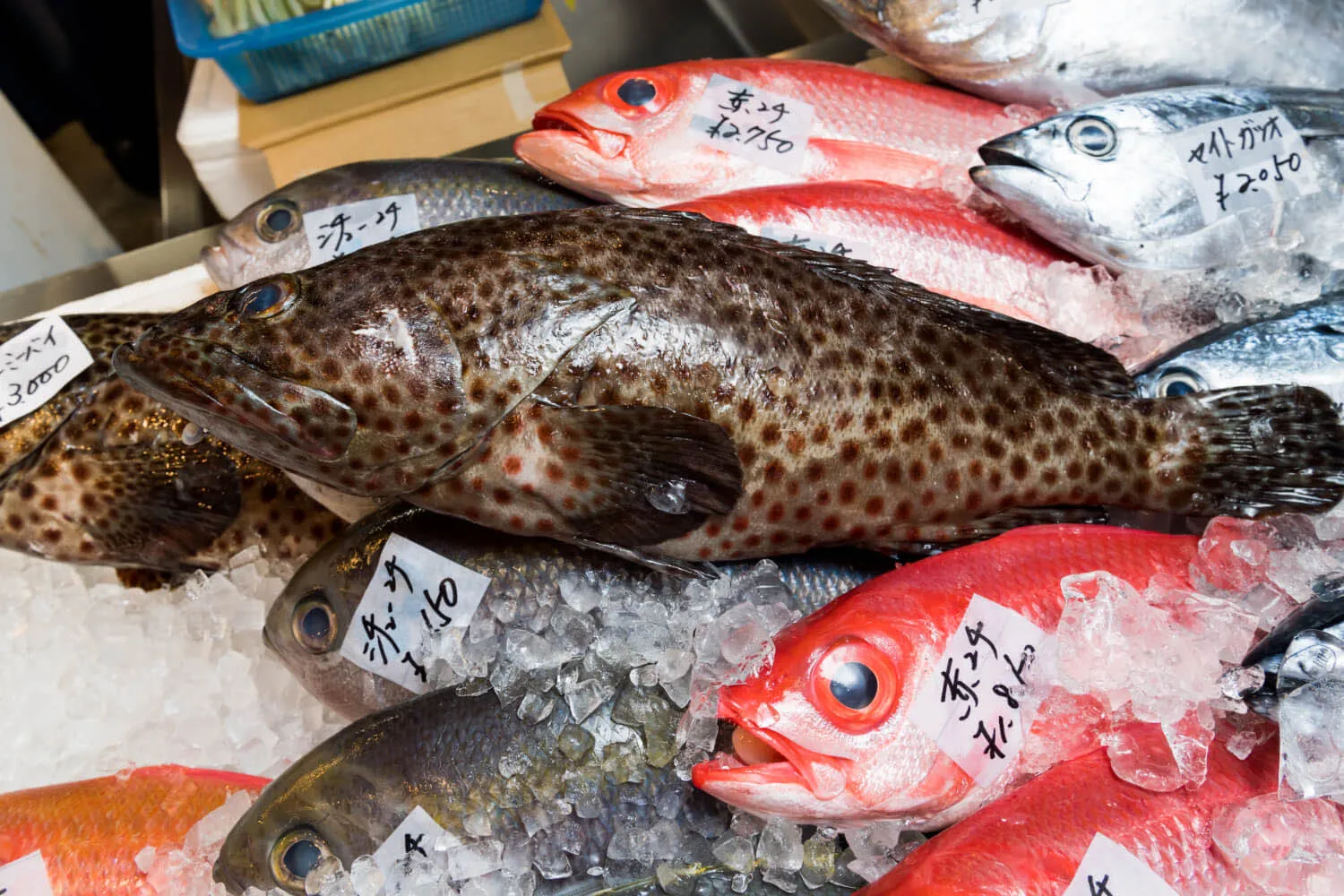 沖繩的石斑魚