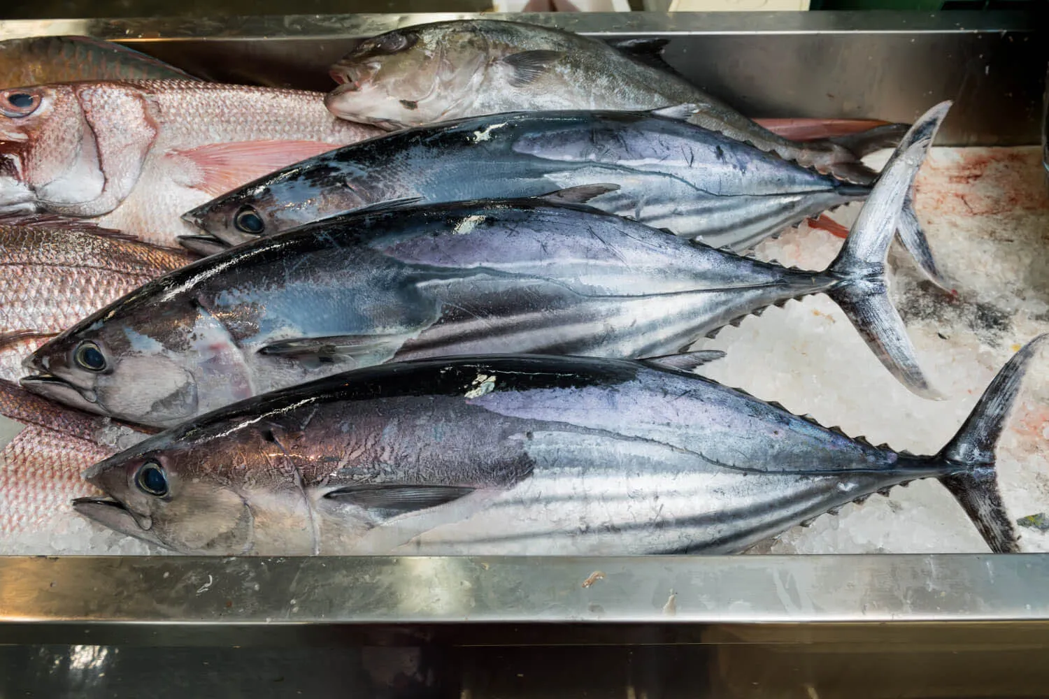 沖繩的鰹魚