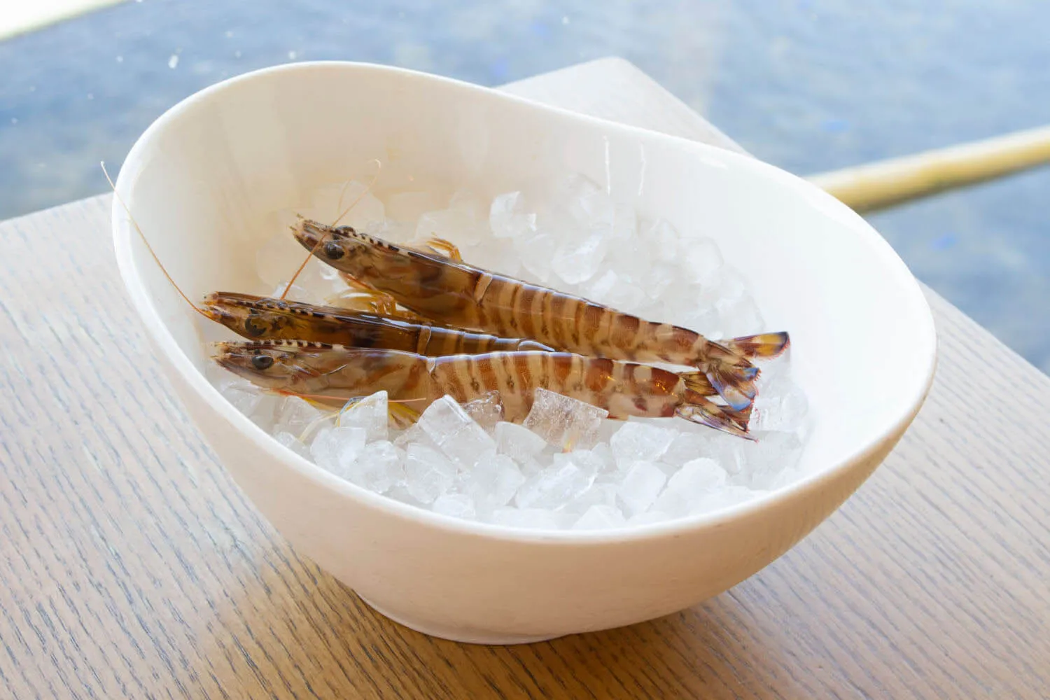 日本斑節蝦