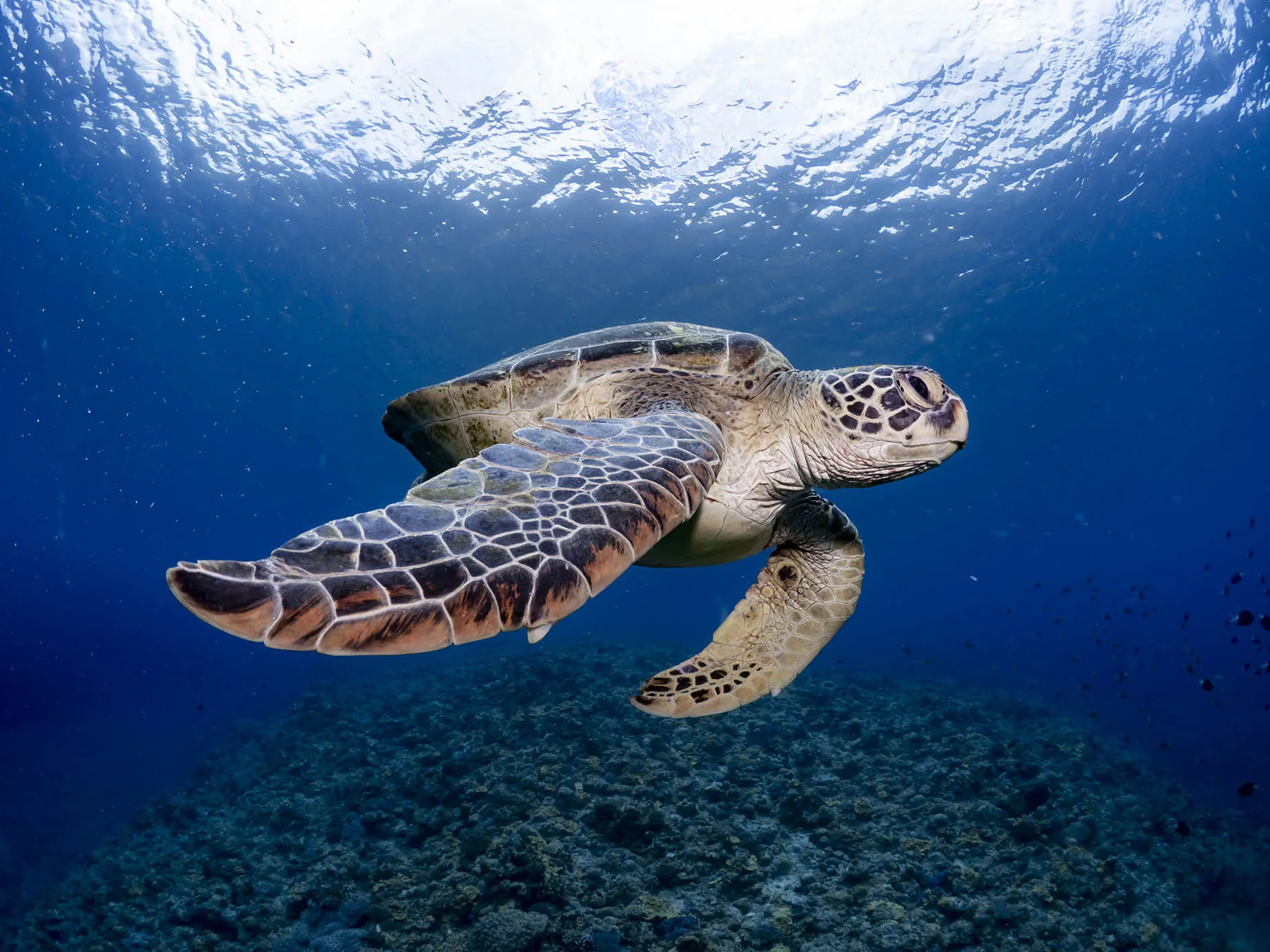 8月沖繩海龜