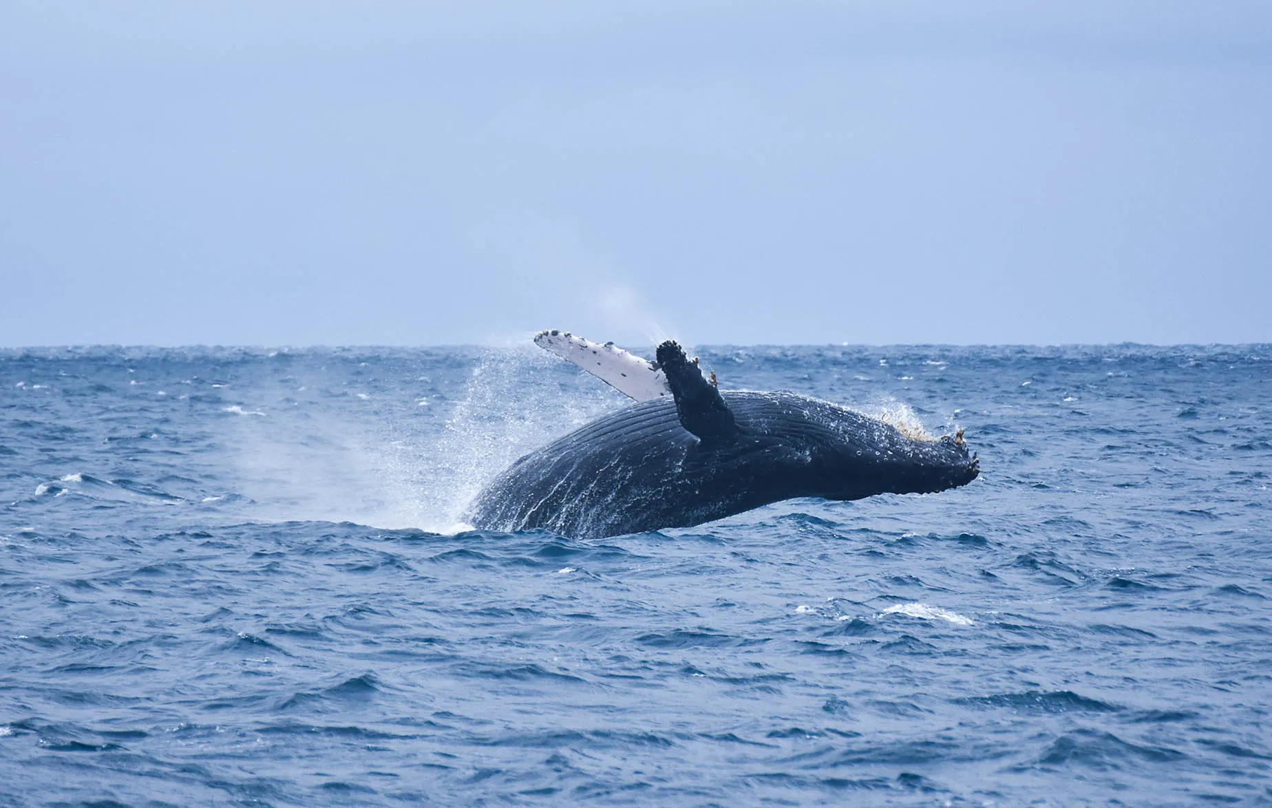 2月觀賞鯨魚沖繩