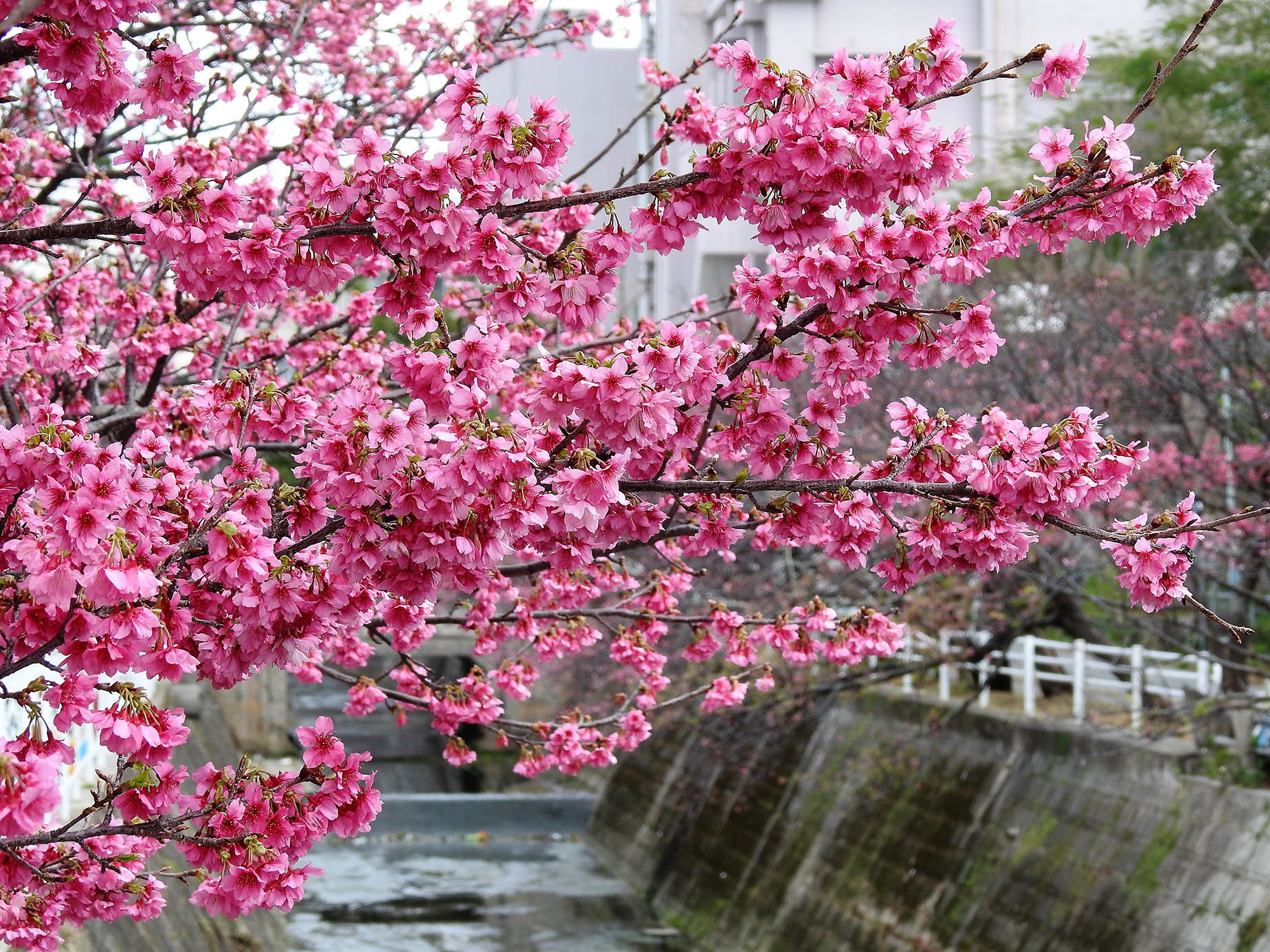 2月那霸美麗櫻花祭