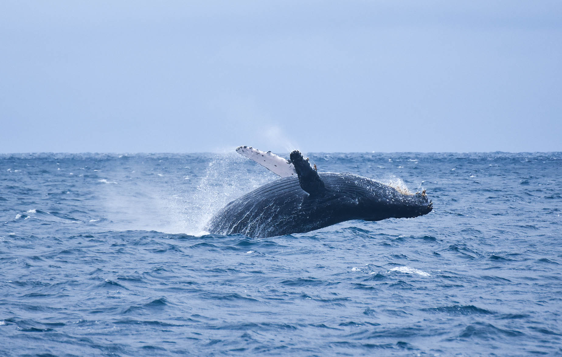 1月觀賞鯨魚沖繩