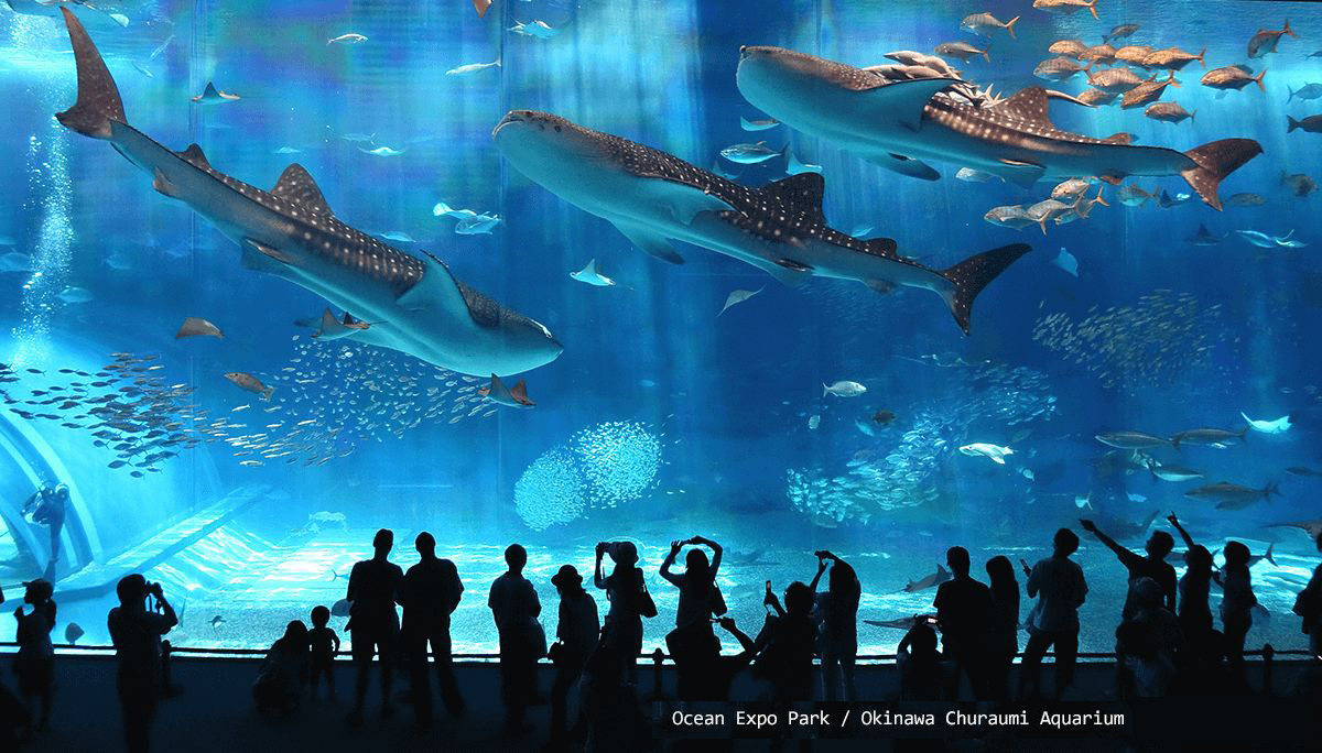 1月沖繩美麗海水族館