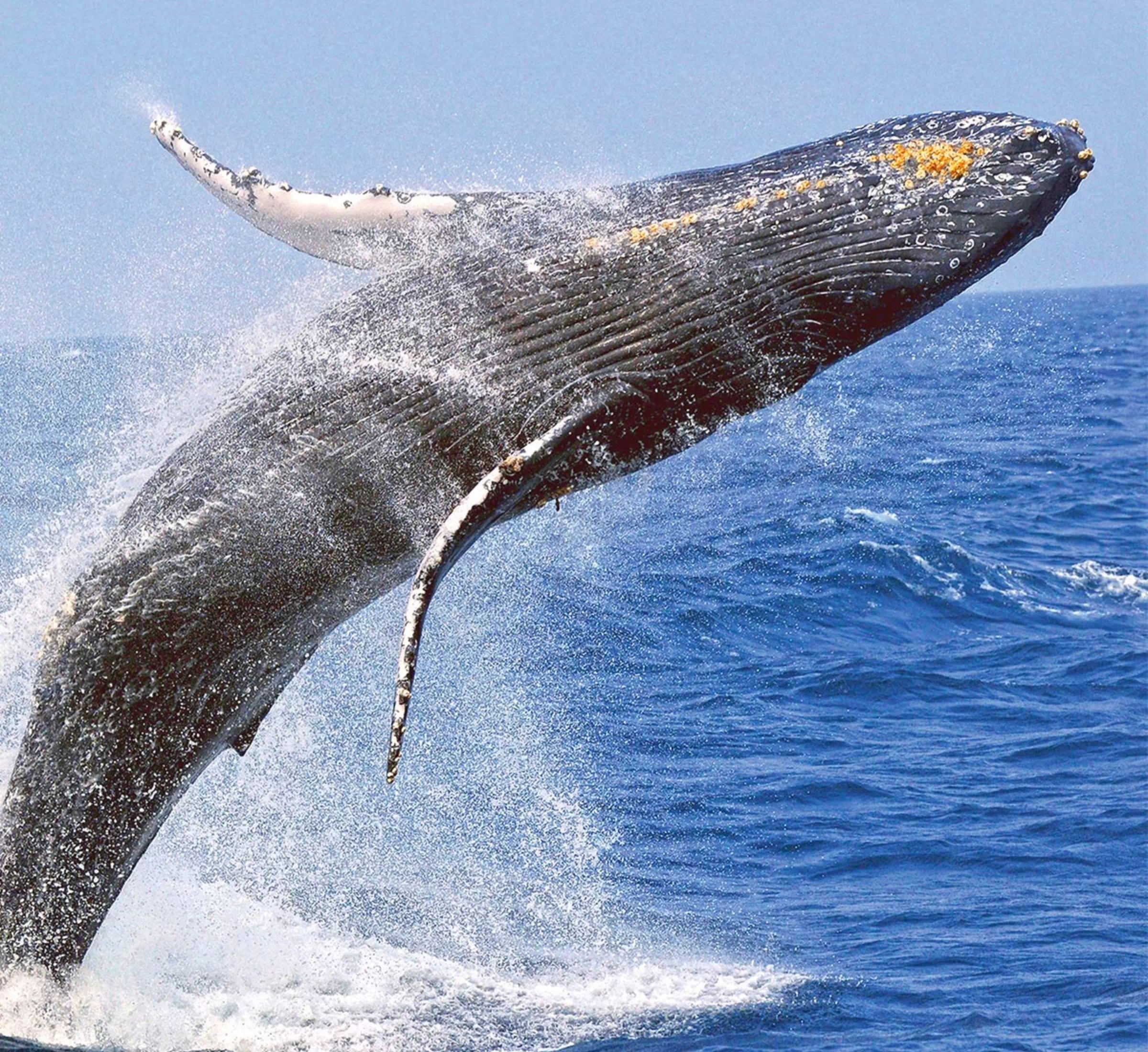 1月的沖繩| VISIT OKINAWA JAPAN | Official Okinawa Travel Guide