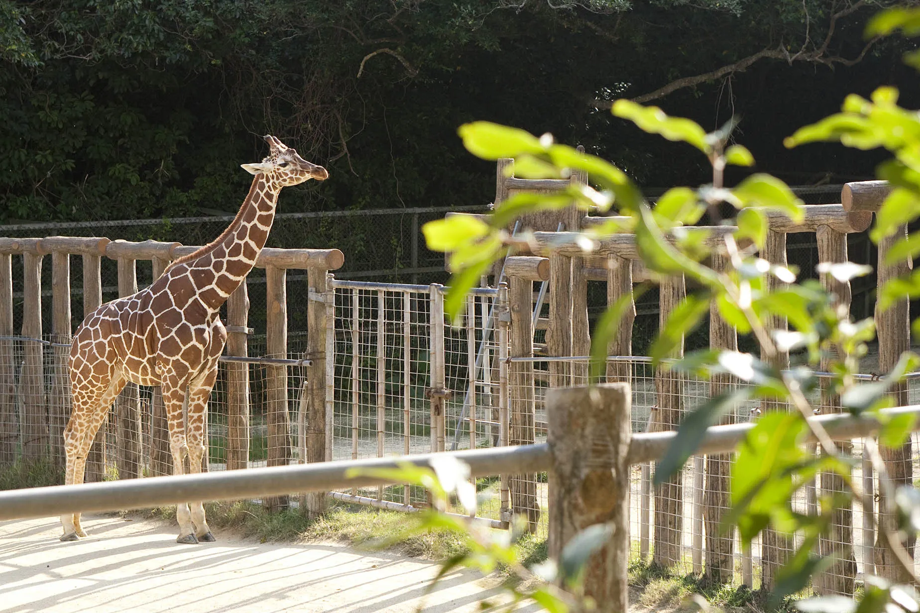 3月沖繩動物園博物館