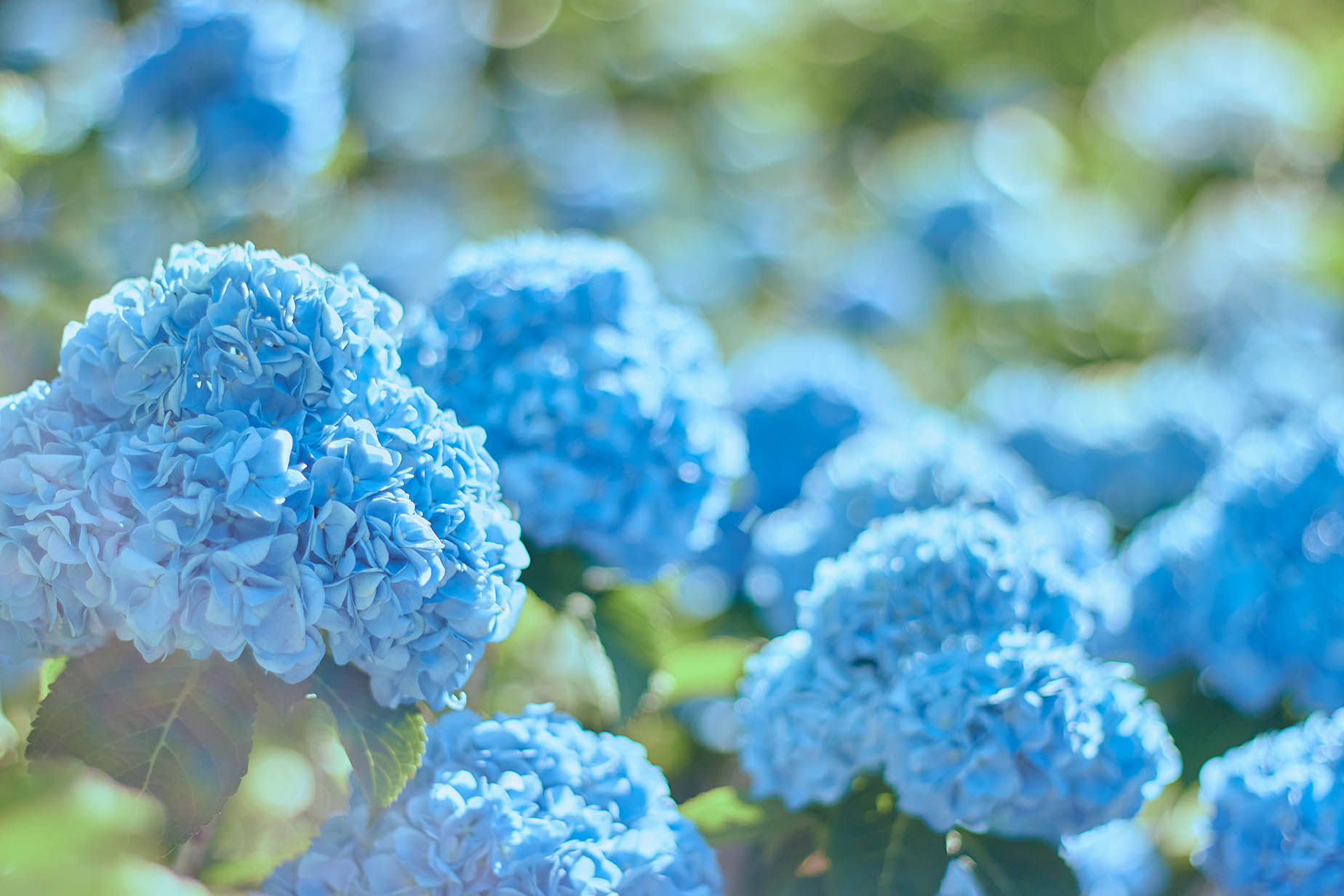 5月繡球花節