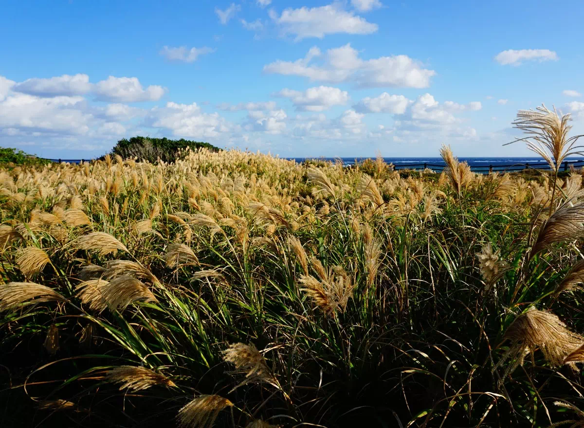 11月沖繩的芒草