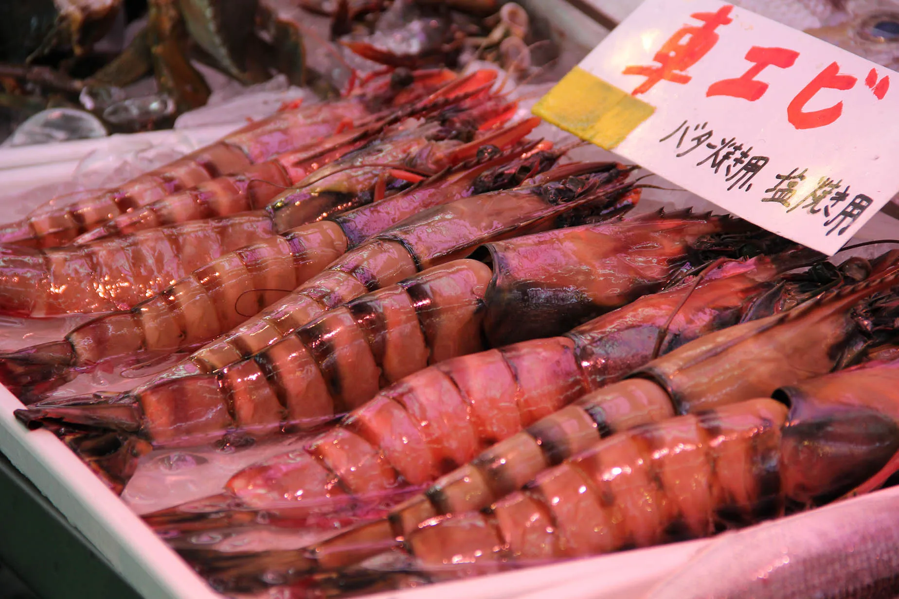 11月沖繩的斑節蝦