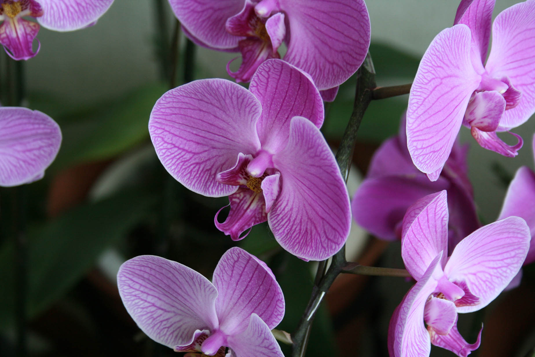 november orchids okinawa