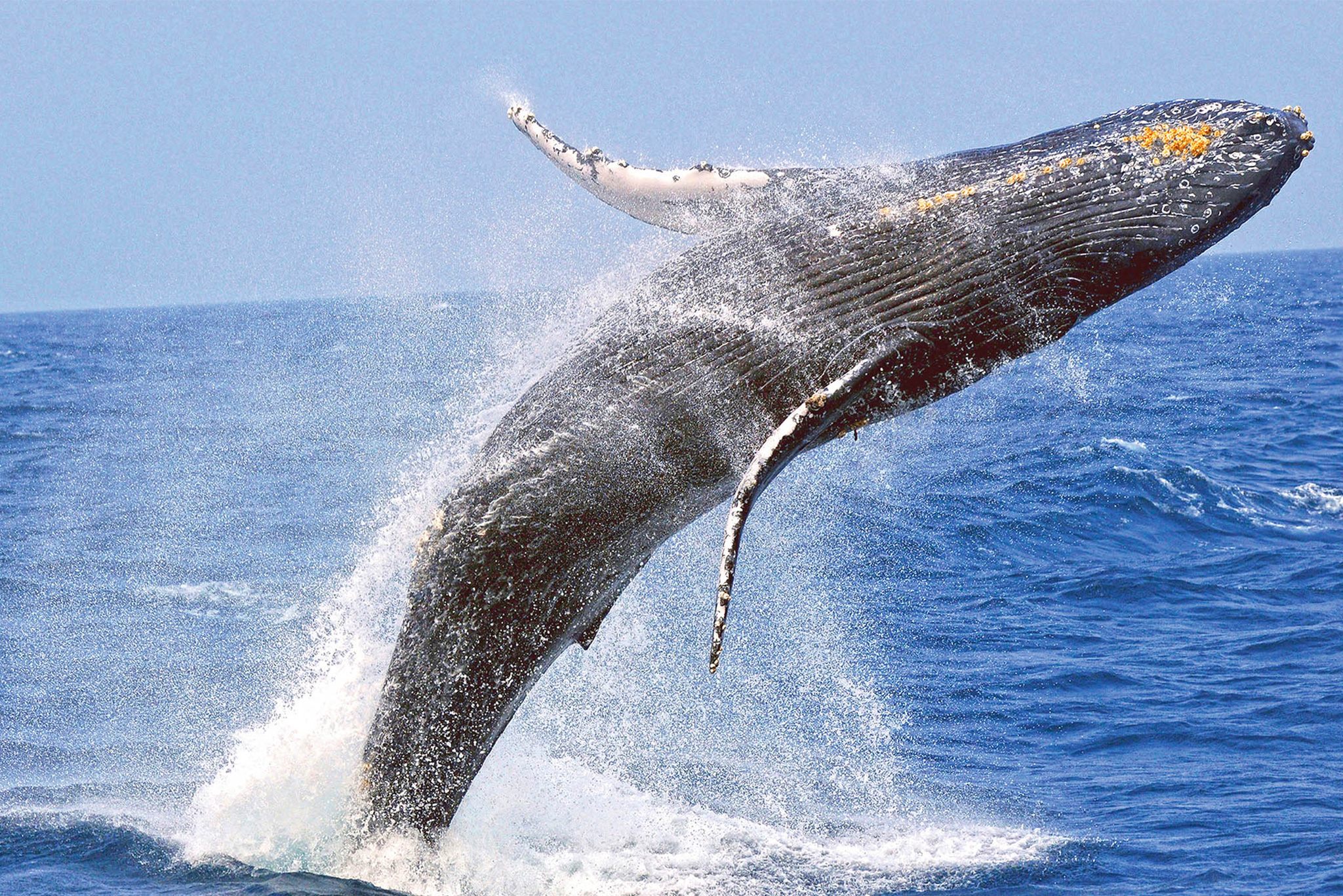 january whale breach okinawa