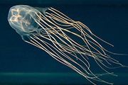 Okinawa Box Jellyfish