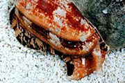 沖繩芋螺