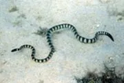 沖繩海蛇