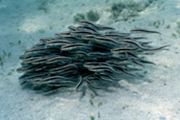 okinawa striped eel catfish