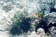 okinawa black longspine urchins