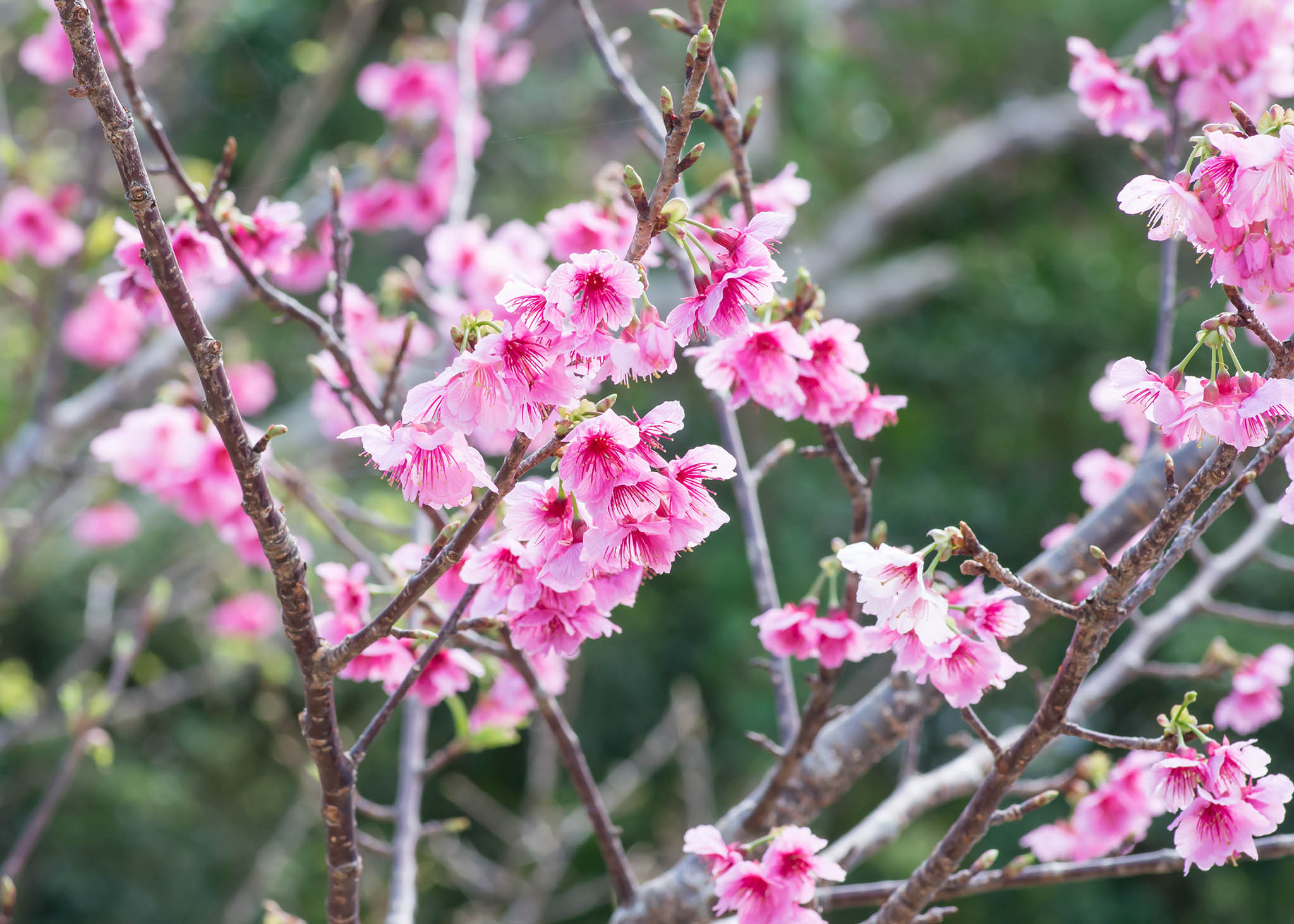 motobu cherry blossom festival 1