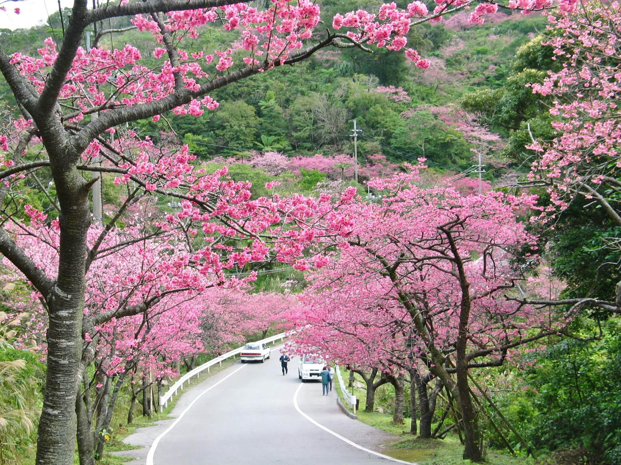 motobu cherry blossom festival 3