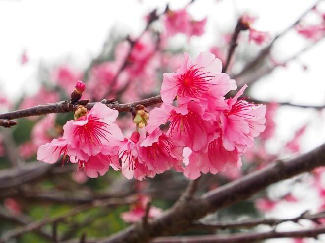那霸美麗櫻花祭
