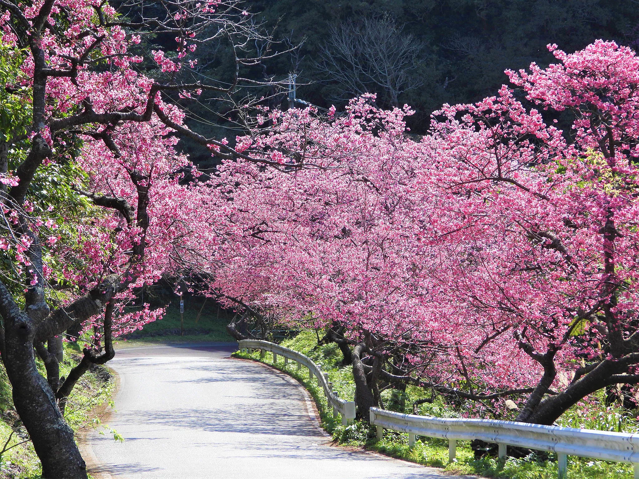 motobu cherry blossom festival