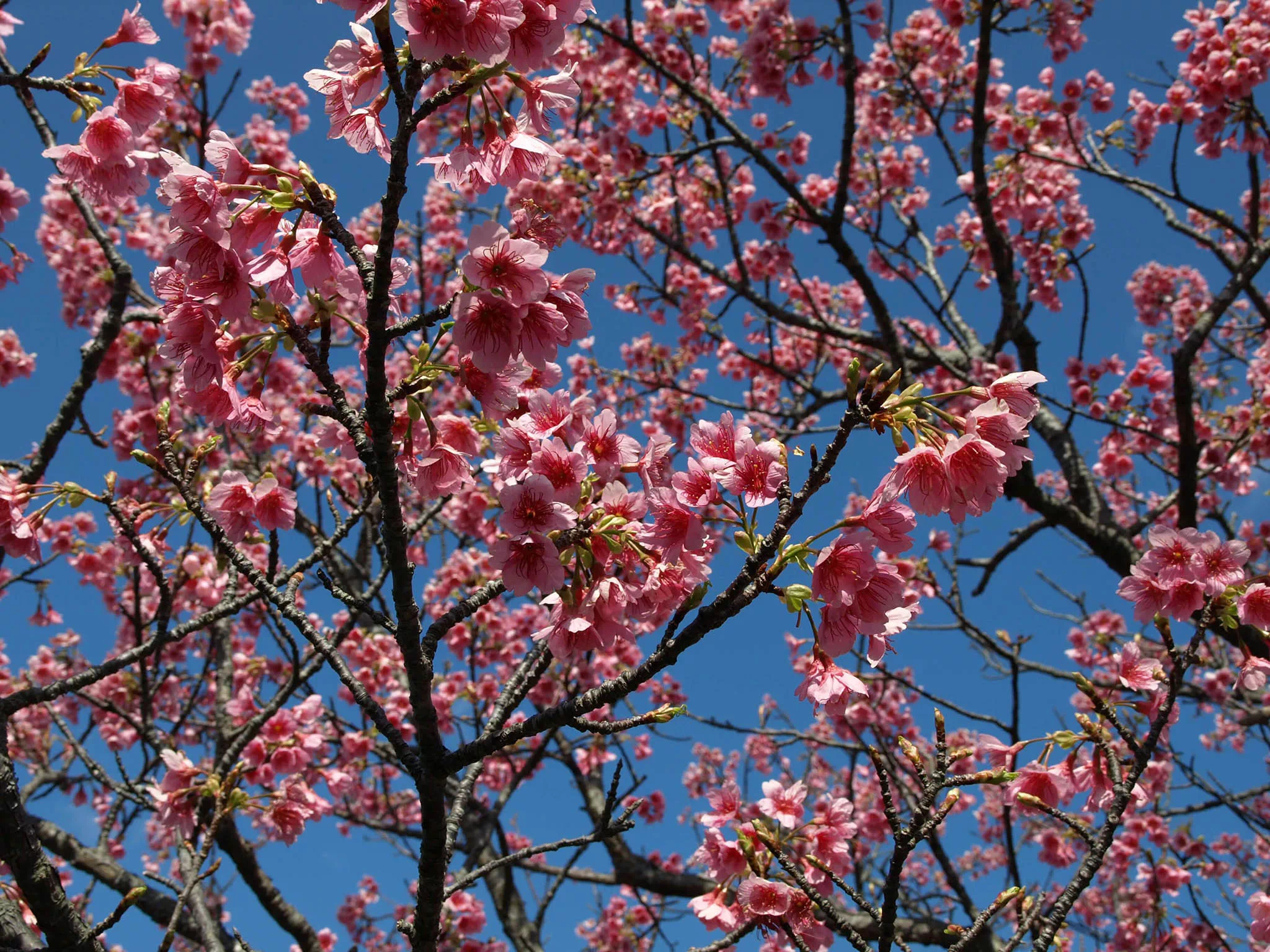 nago cherry blossom festival
