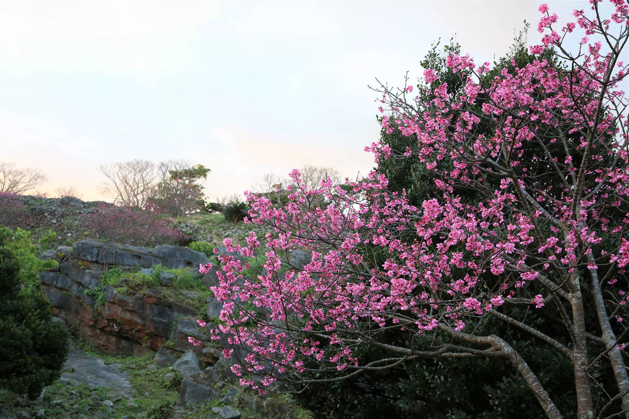 nakijin cherry blossom festival