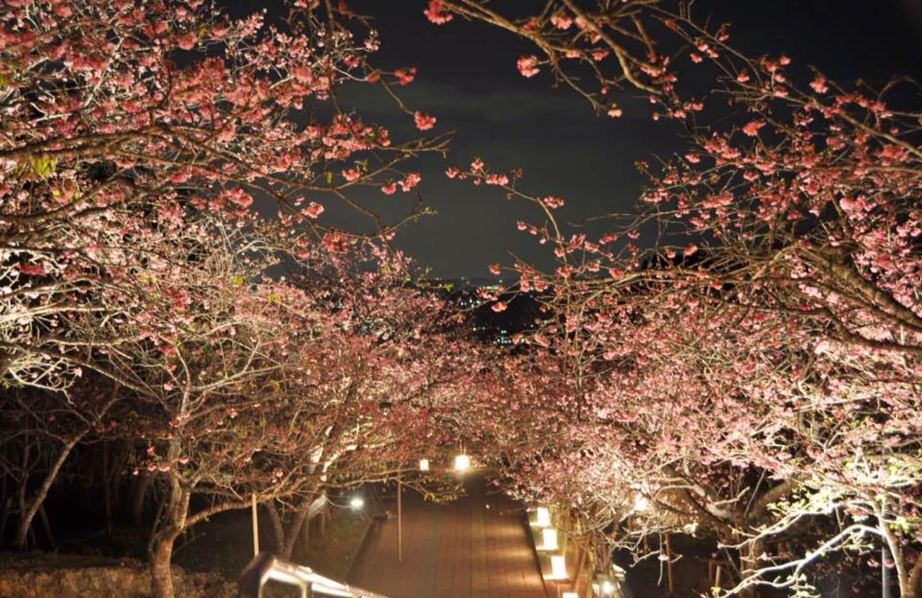 八重瀨櫻花祭