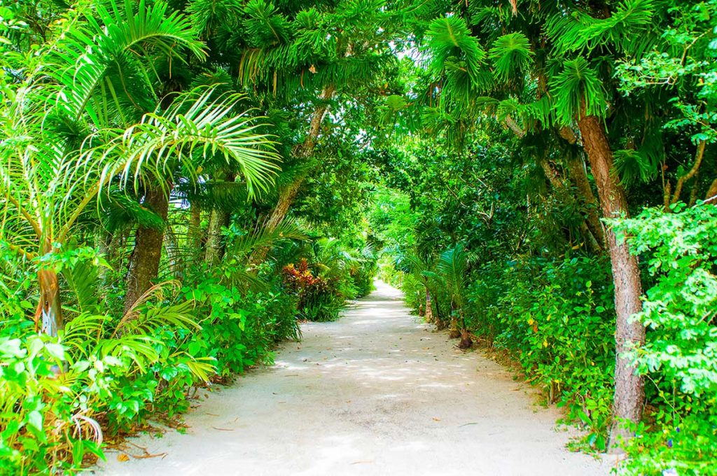 yubu island forest path