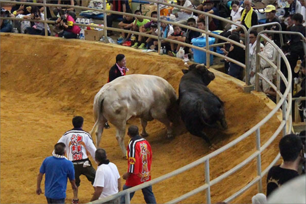 bull-haratori-technique