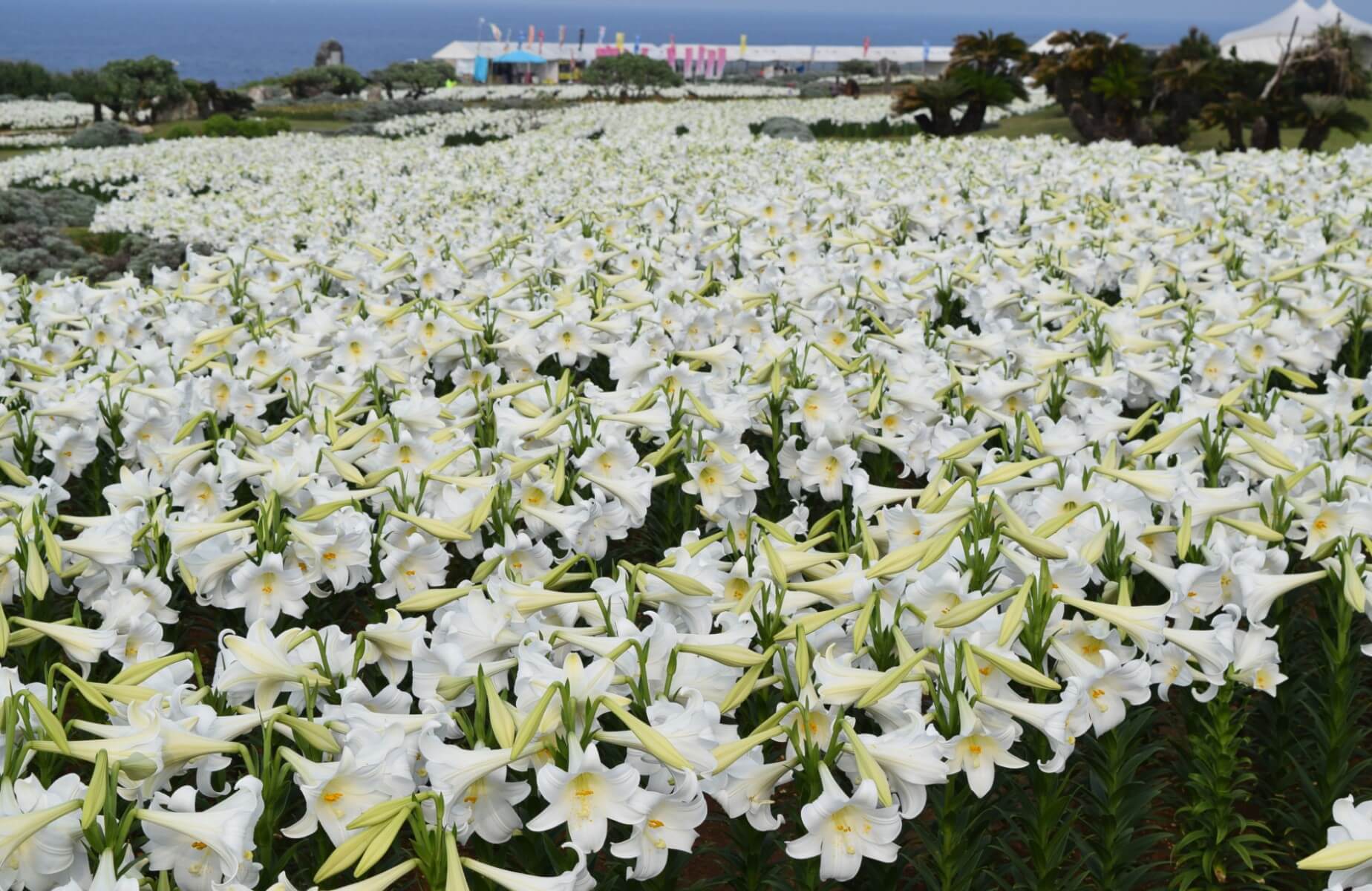 ie lily festival