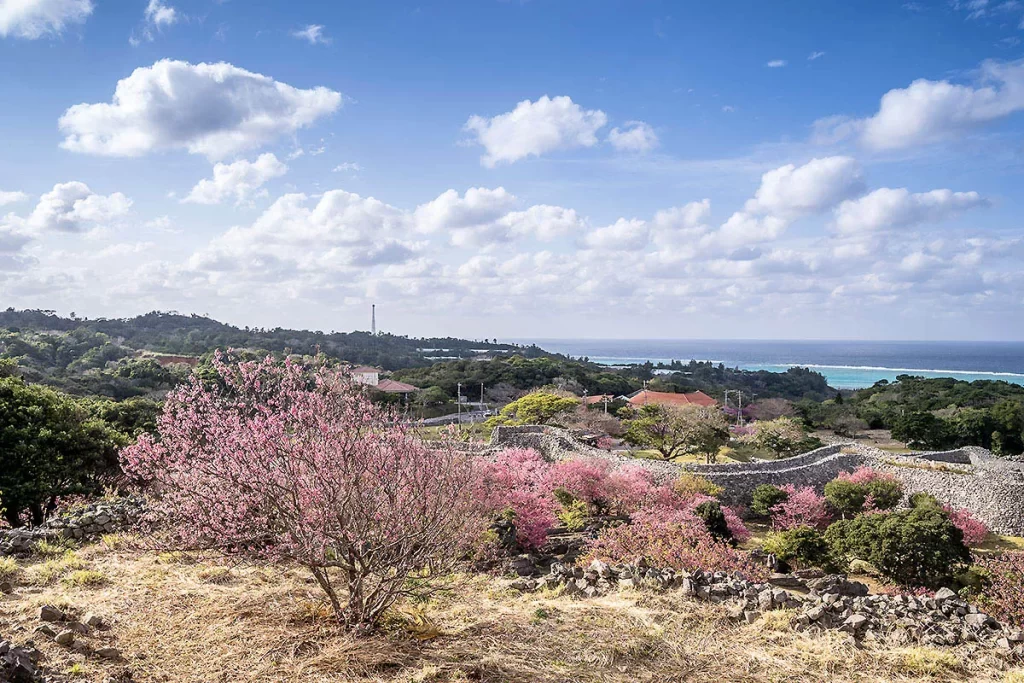 沖繩櫻花之美