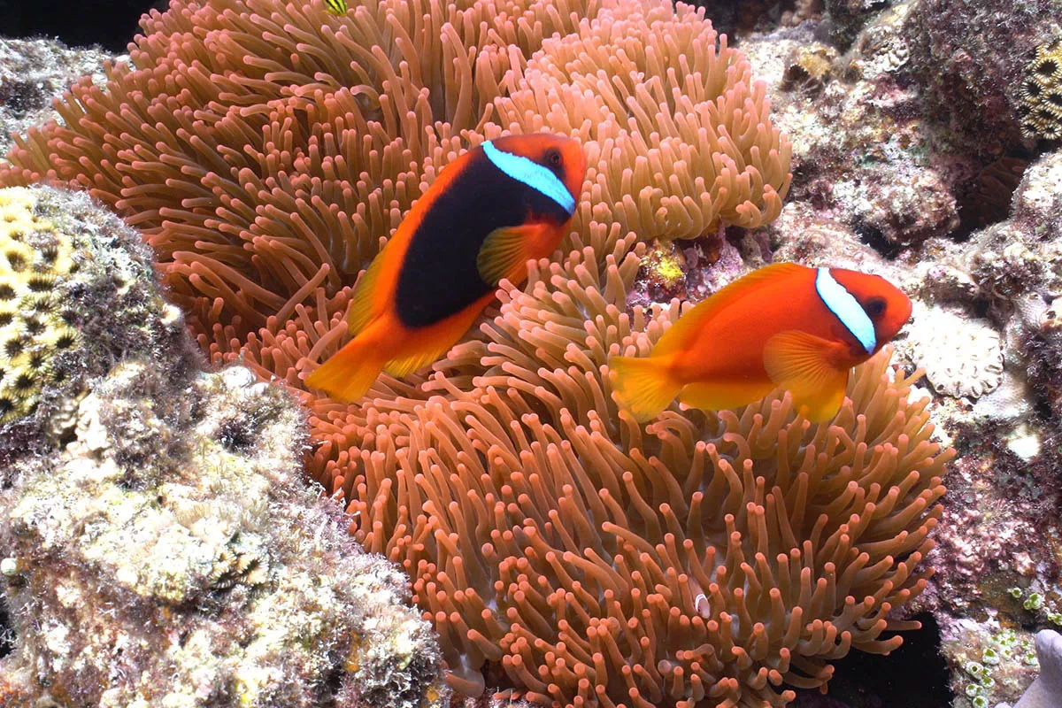 clownfish reef okinawa