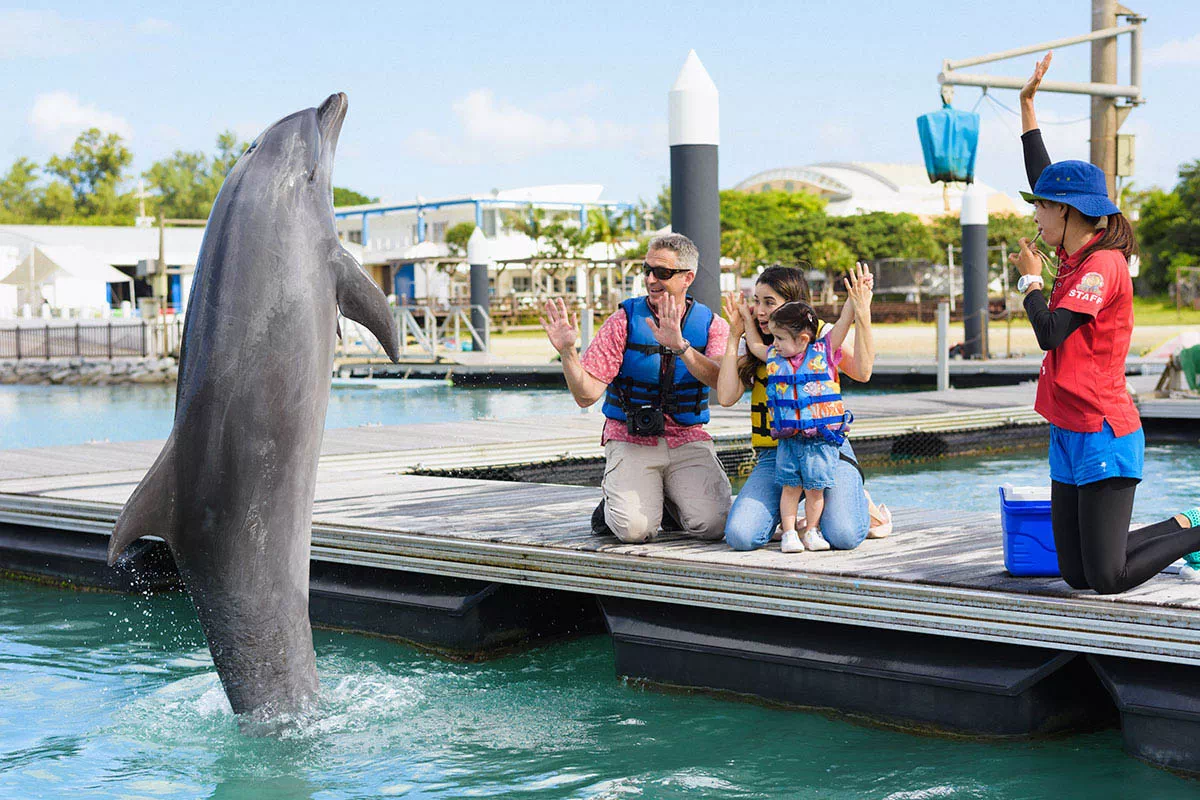 okinawa dolphin trick