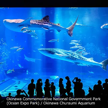 okinawa churaumi aquarium