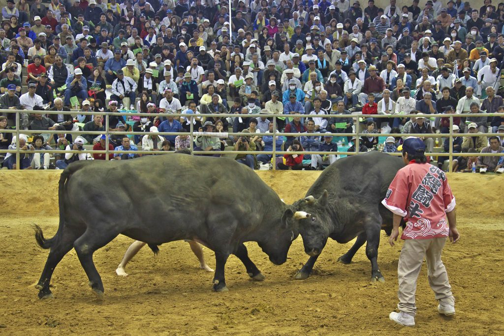 okinawan-bullfighting-ushiorase